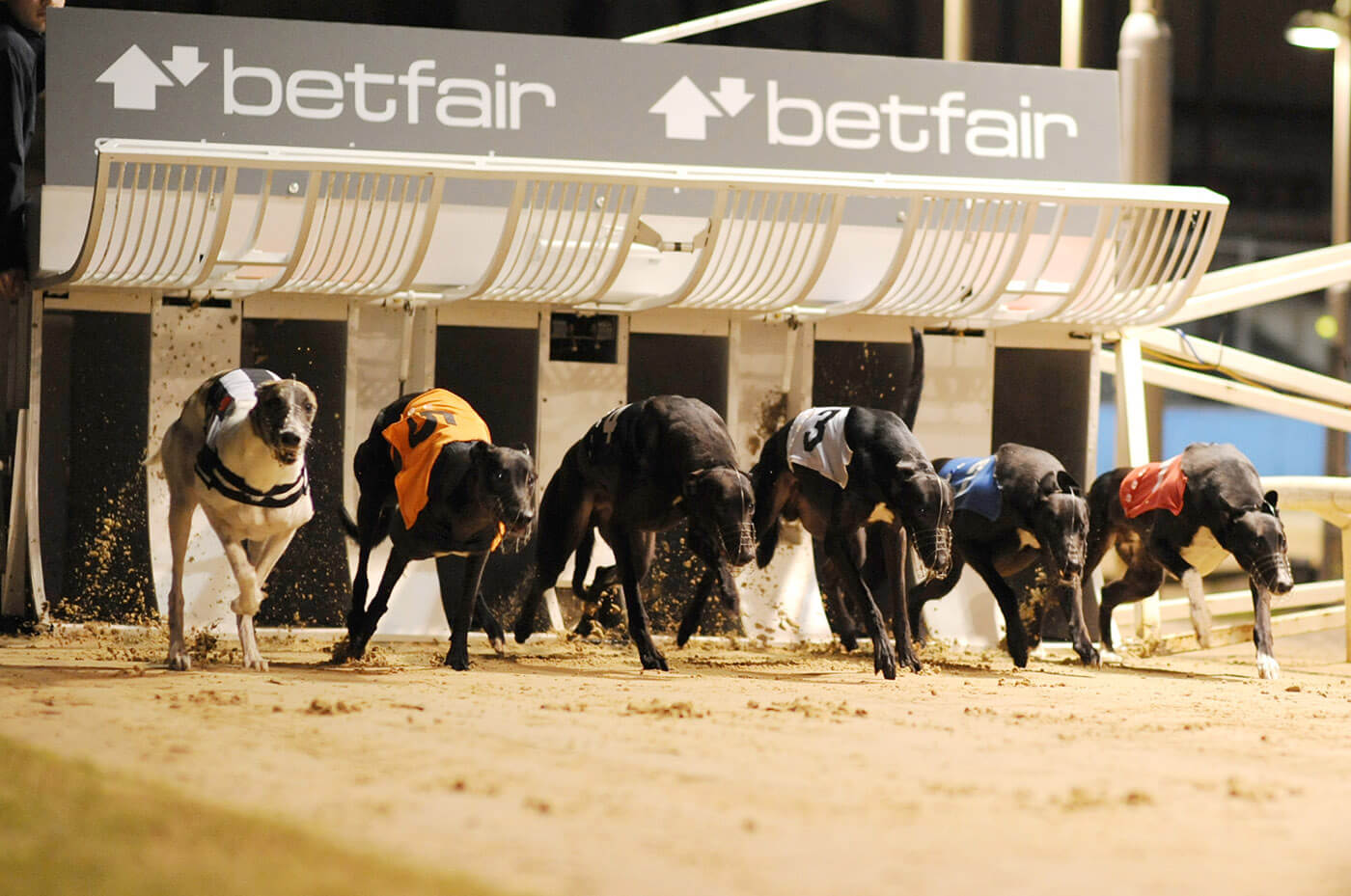 greyhound lay at betfair image